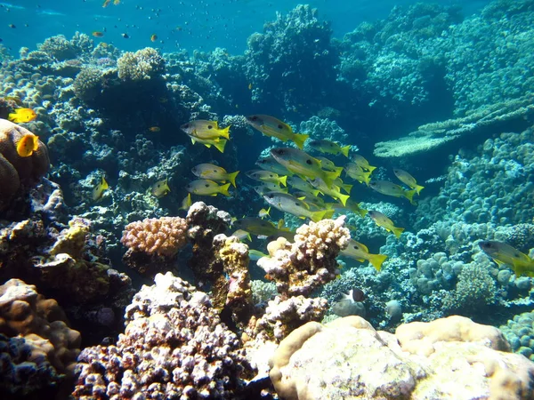 Schöne Fische Riff Des Roten Meeres — Stockfoto