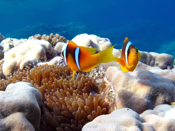 Clown fish, amphiprion (Amphiprioninae). Red sea clown fish.