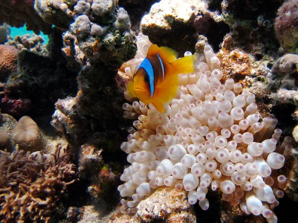 Clown fish, amphiprion (Amphiprioninae). Red sea clown fish.
