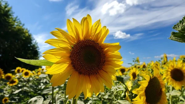 Girassóis Ensolarados Nos Campos Ucrânia — Fotografia de Stock