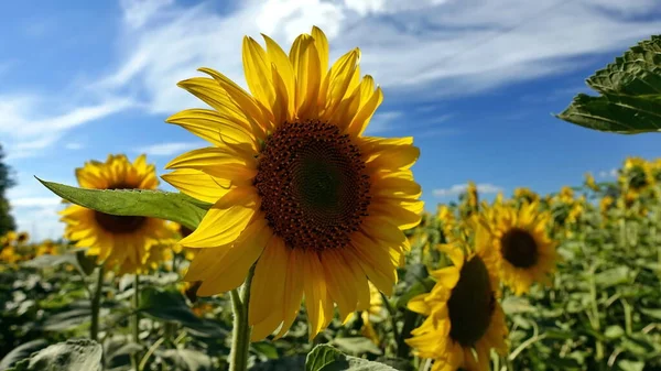 Girassóis Ensolarados Nos Campos Ucrânia — Fotografia de Stock