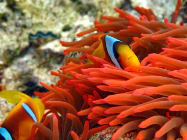 Palyaço balığı amfipriprionu (Amphiprioninae). Kızıl deniz palyaço balığı.