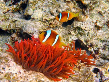 Palyaço balığı amfipriprionu (Amphiprioninae). Kızıl deniz palyaço balığı.