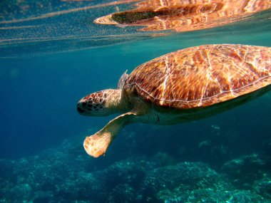 Kızıl Deniz 'in resiflerinde Büyük Yeşil Kaplumbağa.