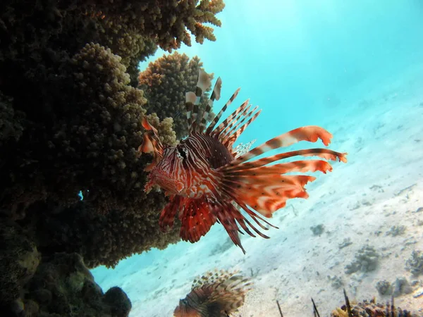 紅海のライオン魚 — ストック写真