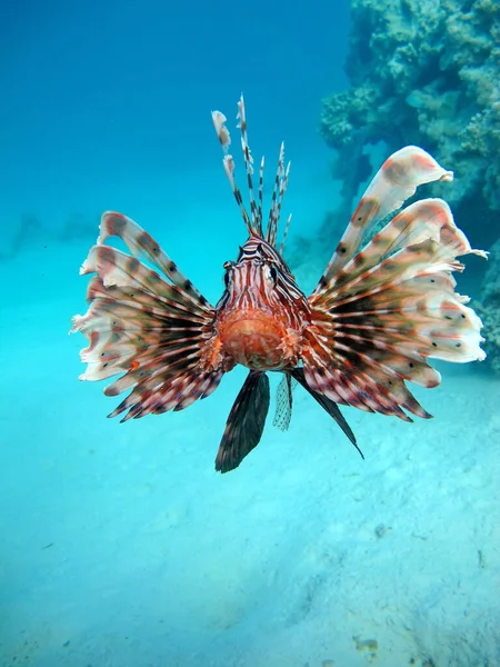 Leeuwenvis Rode Zee — Stockfoto