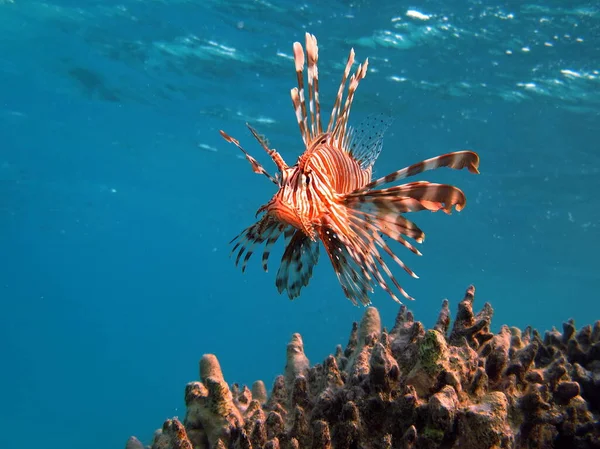 Peixe Leão Mar Vermelho — Fotografia de Stock