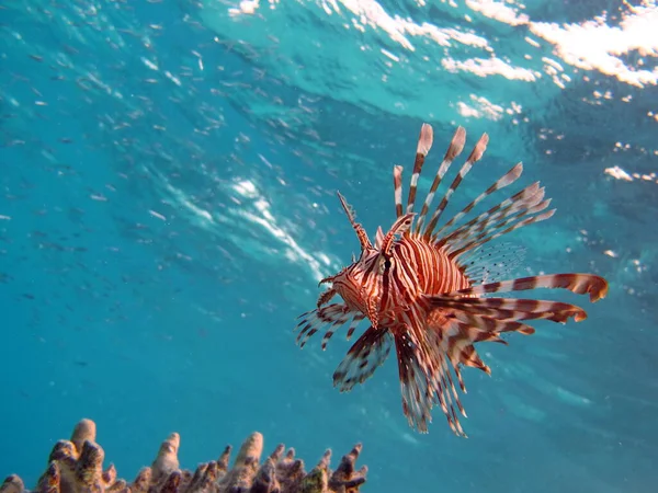 Peixe Leão Mar Vermelho — Fotografia de Stock