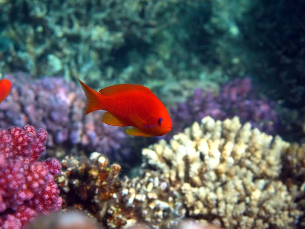 Fish. Fabulous Perch - Precious Pseudanthias is the most common antias in the Red Sea. Divers see him in huge flocks on the slopes of the coral reefs. It grows up to 15 cm.