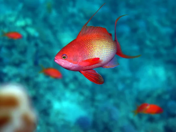Ryby Bajeczna Okoń Precious Pseudanthias Jest Najczęstszym Antias Morzu Czerwonym — Zdjęcie stockowe
