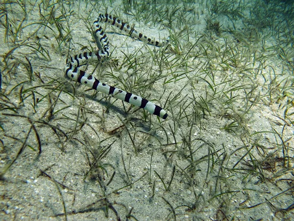 The fish is a species of Osteichthyes bony fish. Eels Ophichthidae Harlequin eel.