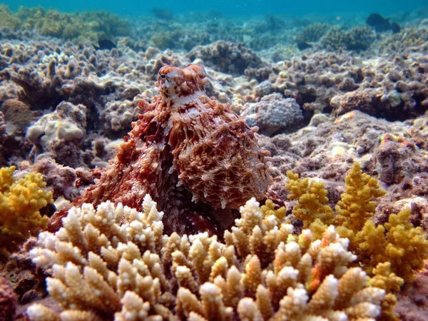옥토퍼스 산호초에 청색의 — 스톡 사진