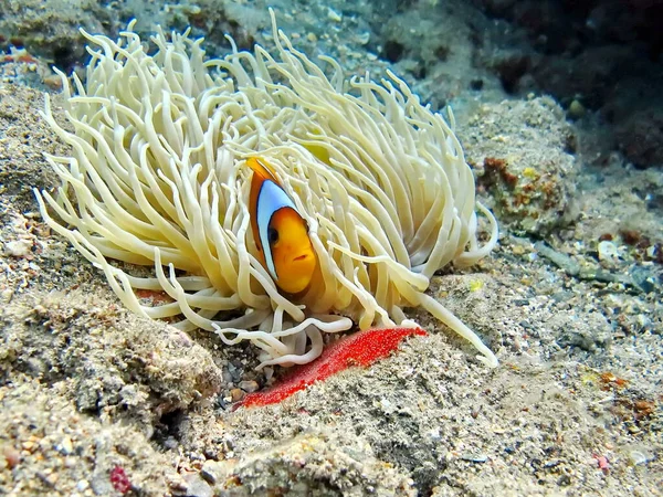 Clown fish, amphiprion Amphiprioninae. Red sea clown fish.