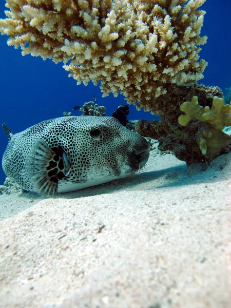 Arotnron fish. Fishes - a type of bone fish of the Osteytnes Pufferfish Tetraodontidae. Spiny Pufferfish.