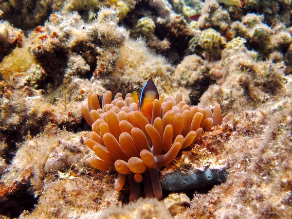 Clown Fish Amphiprion Amphiprioninae Red Sea Clown Fish — Stock Photo, Image