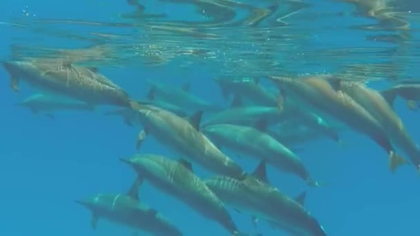 Spinner Delfin Stenella Longirostris Jest Małym Delfinem Który Żyje Tropikalnych — Wideo stockowe