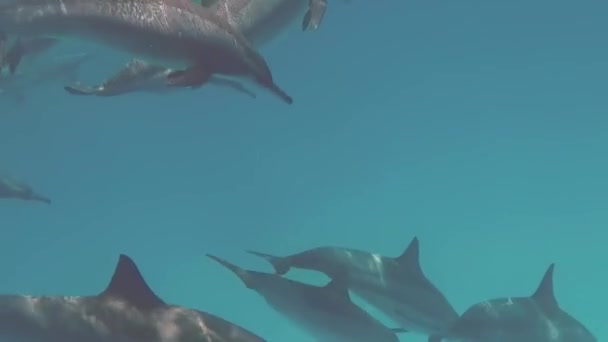 Spinner Dolphin Stenella Longirostris Pequeño Delfín Que Vive Aguas Costeras — Vídeo de stock