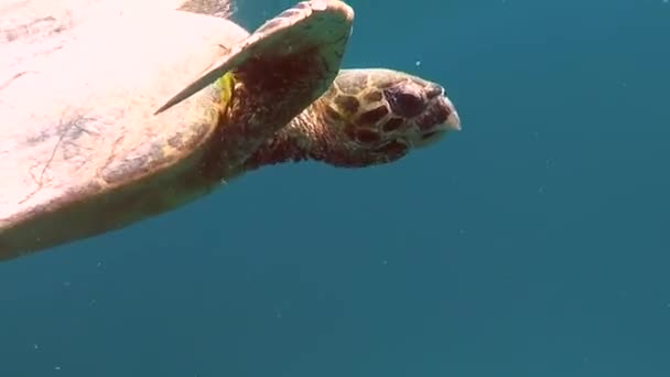 Tortugas Marinas Gran Arrecife Tortuga Bissa — Vídeo de stock