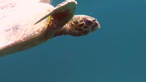 Tortues Mer Grande Tortue Récif Bissa — Video