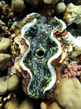 Rugose dev istiridyesi. Yumuşakçalar, tip yumuşakçalar. Bivalf yumuşakçaları. Tridacnidae ailesi, Tridacnidae. Büyük tridacna.