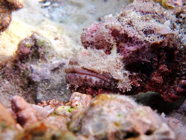 Scorpionfish Ψάρια Τύπος Ψαριού Οστού Osteichthyes Scorpaenidae Flahead Scorpenopsis — Φωτογραφία Αρχείου