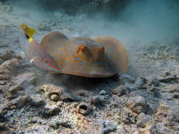 Linfma Taeniura Stingrays Batoidea Stingray Family Inglés Manchado Stingrays — Foto de Stock