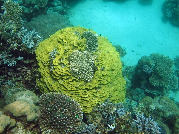 Vörös Tenger Gyönyörű Korallzátonyai — Stock Fotó