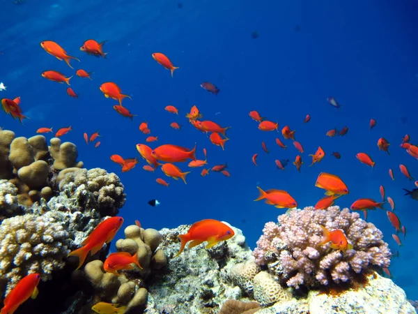 Морская Голди Наиболее Распространенные Антиа Красном Море Водолазы Видят Огромным — стоковое фото