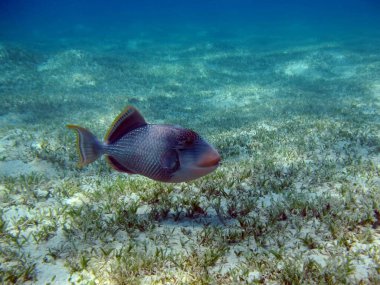 Sarı kenarlı tetikleyici balıklar. Balık - kemikli bir balık türü Osteichthyes Kemik Balığı (Balistidae) Sarı yüzlü psödobalist.