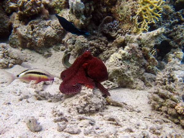 Octopus. Big Blue Octopus on the Red Sea Reefs.