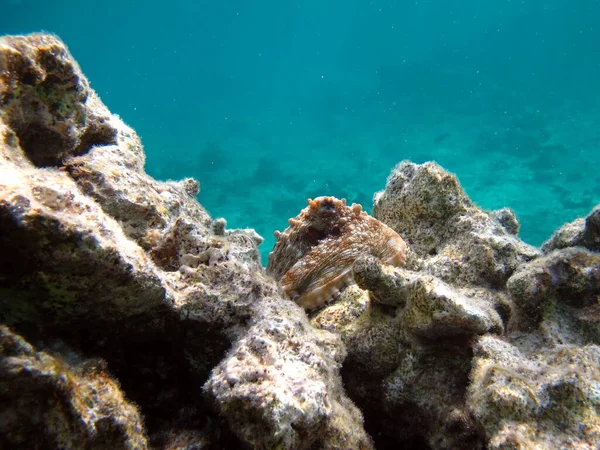 Octopus. Big Blue Octopus on the Red Sea Reefs.