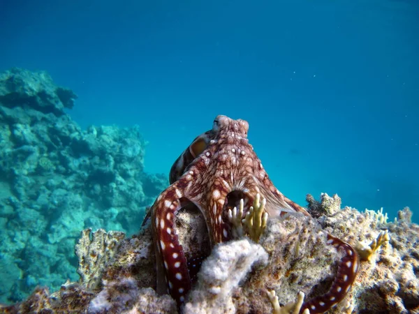 Pulpo Pulpo Azul Grande Los Arrecifes Del Mar Rojo —  Fotos de Stock