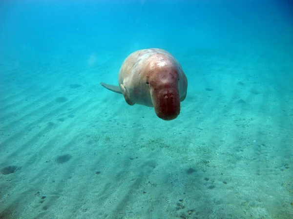 Dugongo Sea Cow Marsa Alam Marsa Mubarak Bay — стокове фото