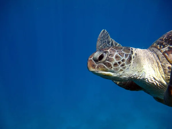 Grande Tartaruga Verde Sulle Scogliere Del Mar Rosso — Foto Stock