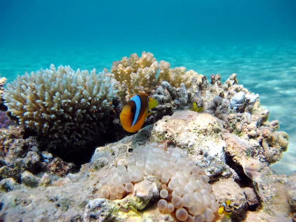 stock image Clown fish, amphiprion (Amphiprioninae). Red sea clown fish.