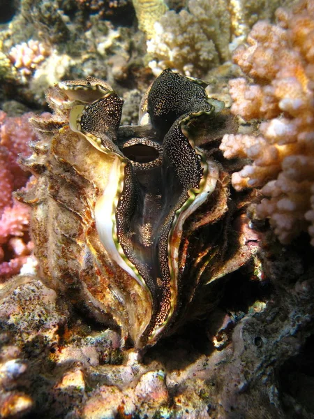 Amêijoa Gigante Rugose Moluscos Tipo Molusca Moluscos Bivalves Família Tridacnidae — Fotografia de Stock