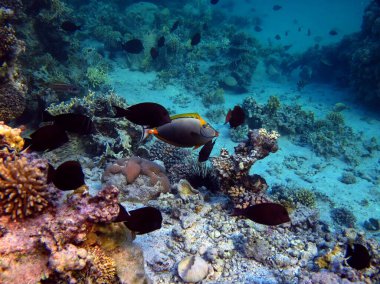 Kızıl Deniz resifinde güzel balıklar.