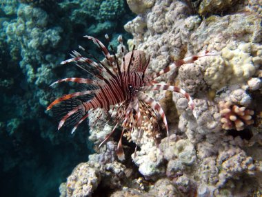 Kızıl Denizde Aslan Balığı.