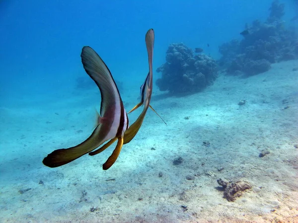 Longfin Batfish Långfenad Platax Familjen Ephippidae Växer Upp Till Den — Stockfoto