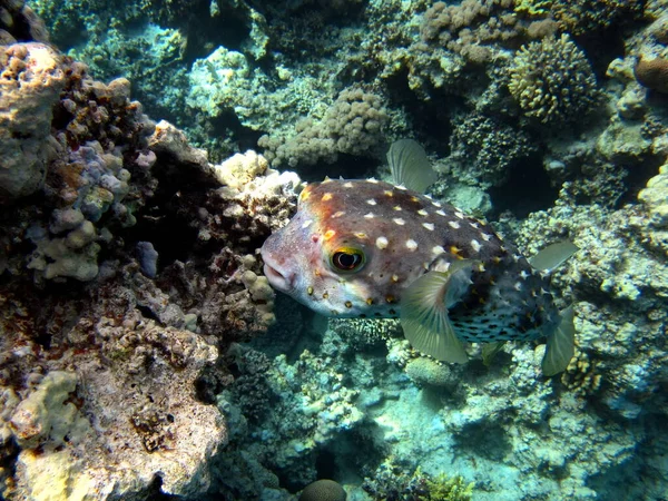 Fläckpagell Fiskar Typ Benfisk Osteichthyes Igelkottsfisk Diodontidae Gulfläckig Cyklisk — Stockfoto