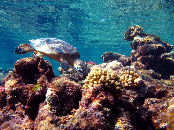 Sea turtles. Great Reef Turtle Bissa.