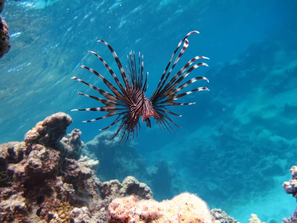 Peixe Leão Mar Vermelho — Fotografia de Stock