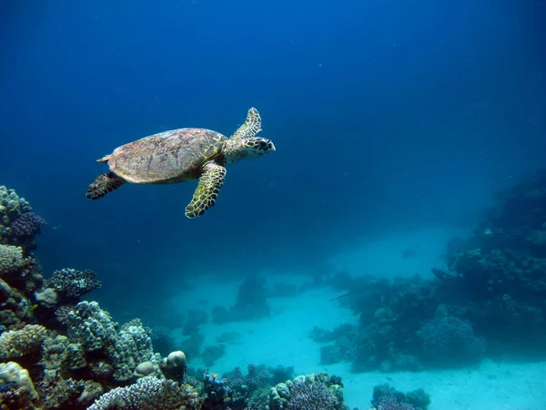 Θαλάσσιες Χελώνες Μεγάλη Reef Turtle Bissa — Φωτογραφία Αρχείου