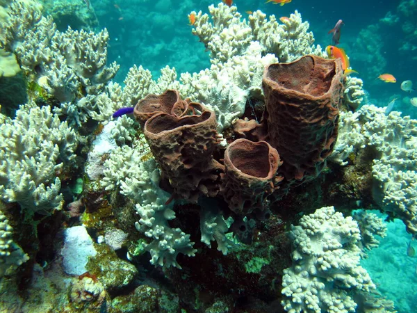 Piękne Rafy Koralowe Morza Czerwonego — Zdjęcie stockowe
