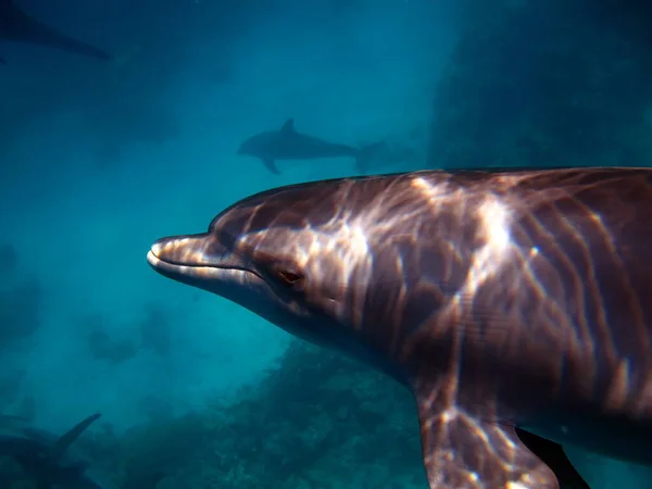 Los Delfines Son Mamíferos Acuáticos Del Infraorden Cetáceo Pertenecientes Familia —  Fotos de Stock