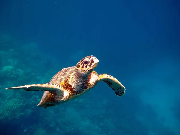 Tortugas Marinas Gran Tortuga Arrecife Bissa — Foto de Stock