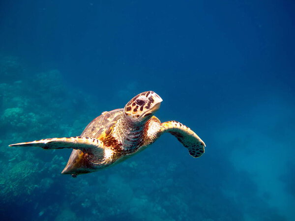 Морские черепахи. Большая рифовая черепаха.