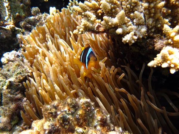 Κλόουν Αμφίπριον Amphiprioninae Ψάρια Κλόουν Της Ερυθράς Θάλασσας — Φωτογραφία Αρχείου