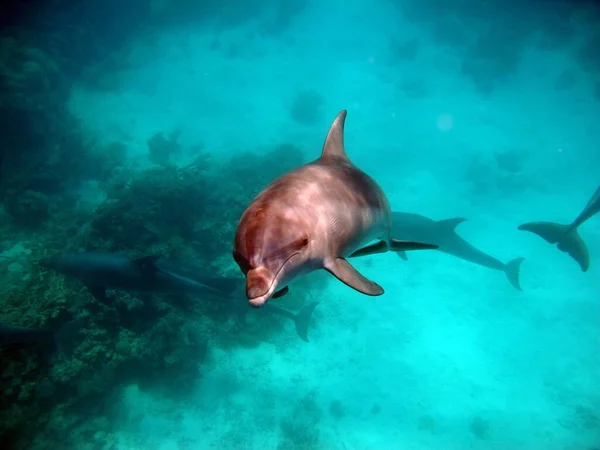 Delfinek Cetfélék Infravörös Rendjébe Tartozó Vízi Emlősök Amelyek Vagy Delfin — Stock Fotó