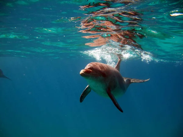 海豚是鲸目动物亚目的水生哺乳动物 属于海豚科 — 图库照片